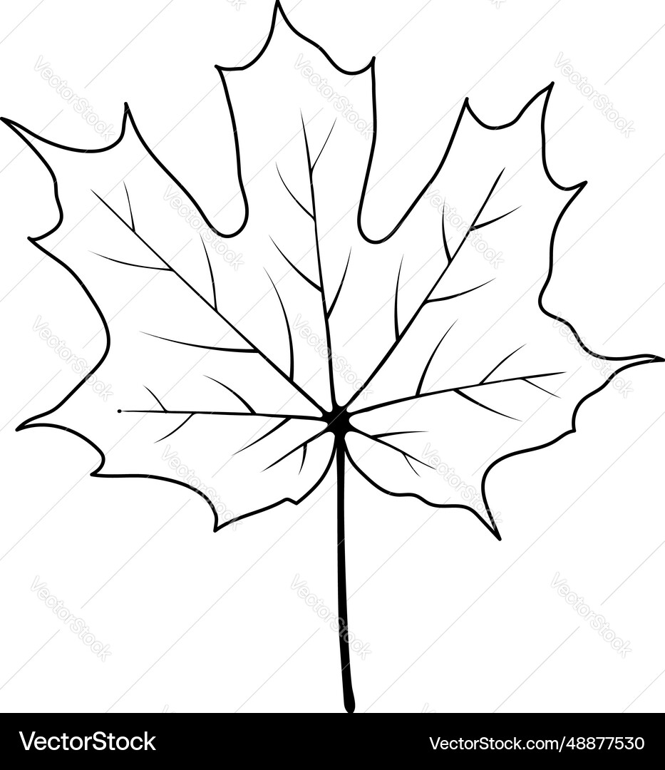 Autumn maple leaf Royalty Free Vector Image - VectorStock