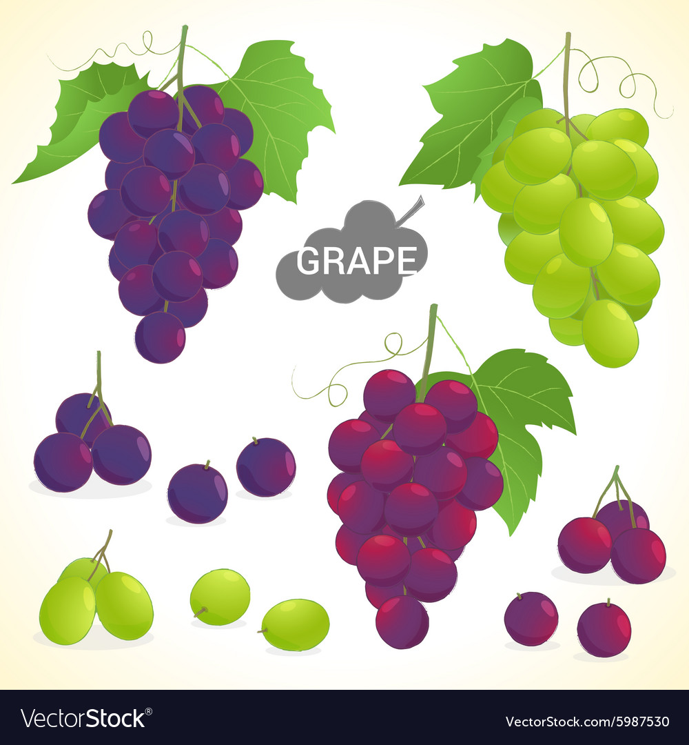 Set of grapes in various styles