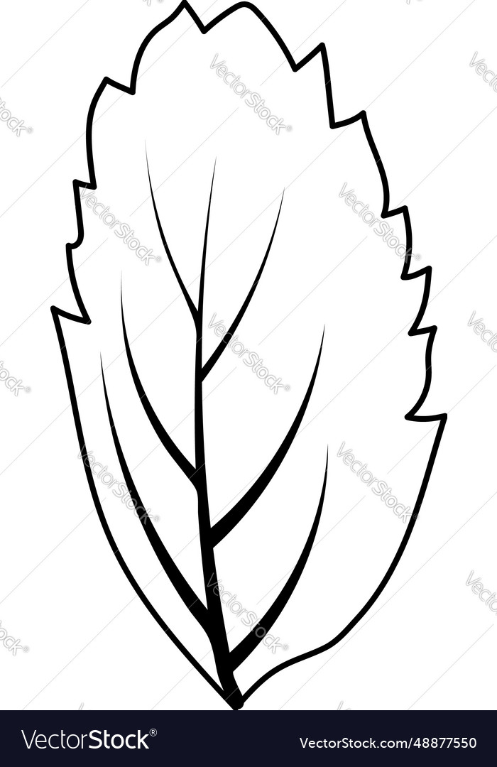 Autumn rowan leaf Royalty Free Vector Image - VectorStock