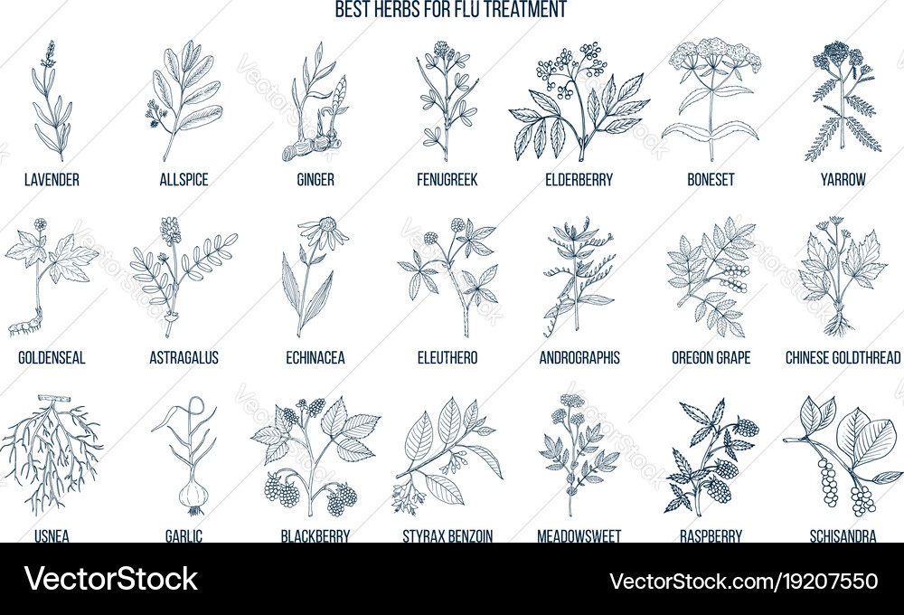 Best herbs for flu treatment Royalty Free Vector Image