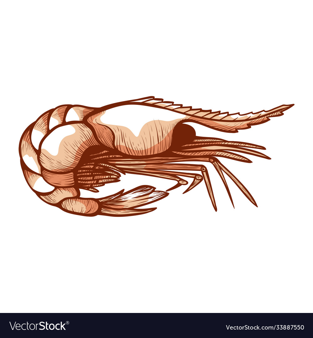 Sea shrimp small marine crustacean shellfish Vector Image