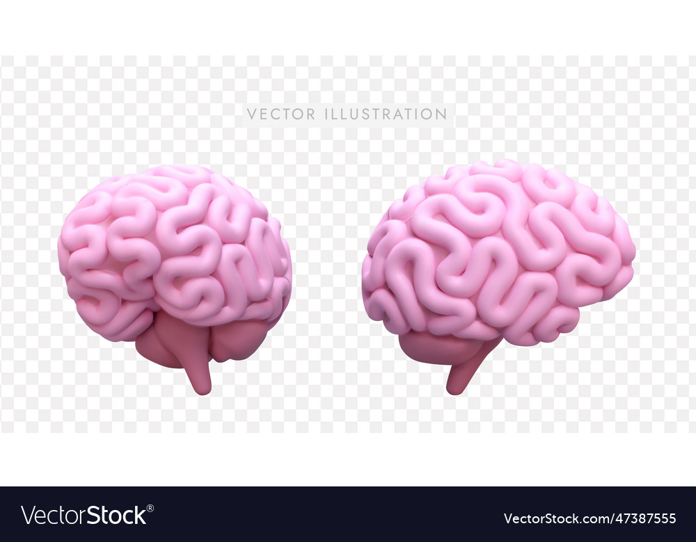 3d realistic model of brain in different positions