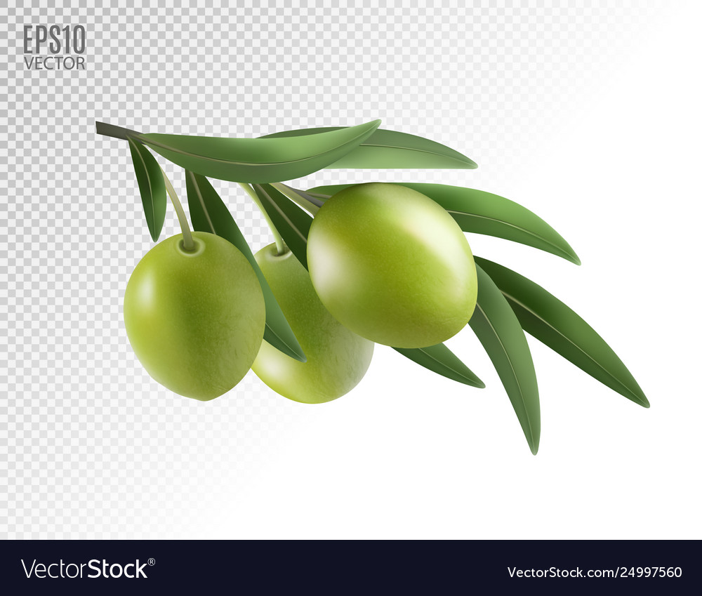 Green olive branch isolated on transparent