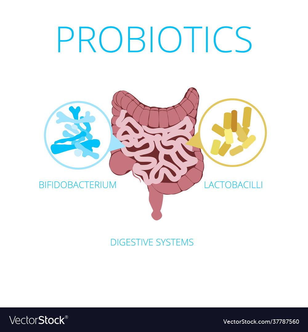 Intestinal flora concept with probiotics icons