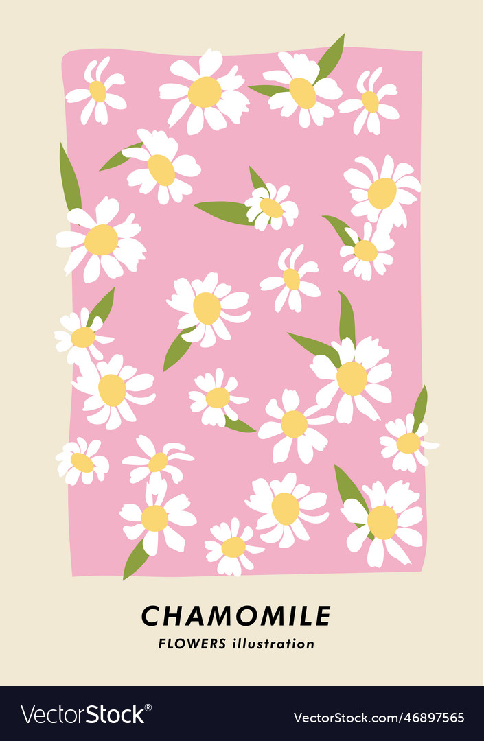 Botanische Plakat mit Kamille Blumen Kunst