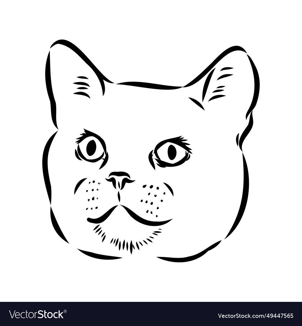 Sketch of an american shorthair