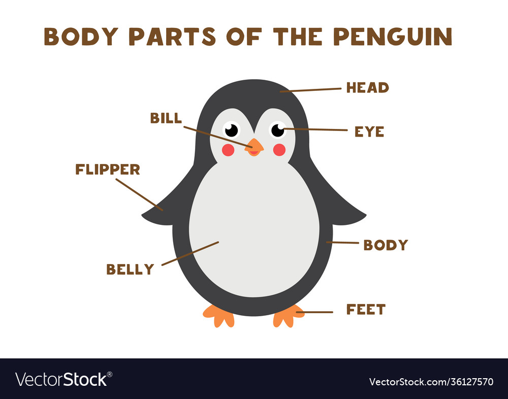 Body parts penguin scheme for children Royalty Free Vector