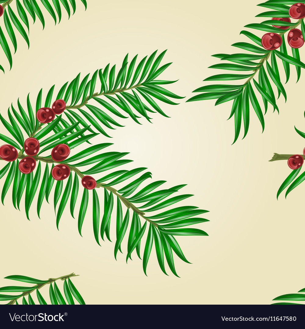 Yew Branches with Red Berries
