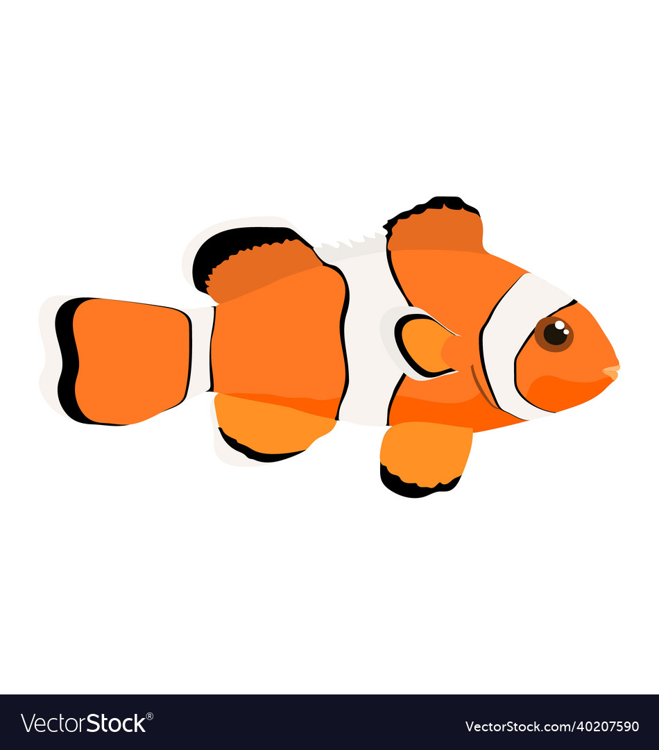 Amphiprion ocellaris - ocellaris clownfish Vector Image