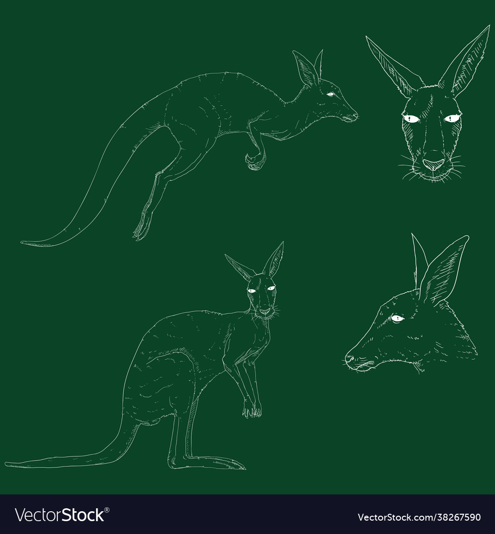 Chalk sketch kangaroo set