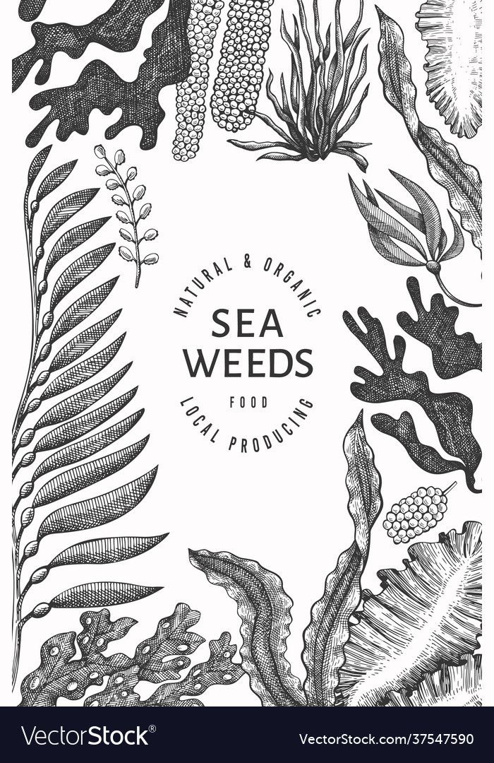 Seaweed design template hand drawn seaweeds Vector Image