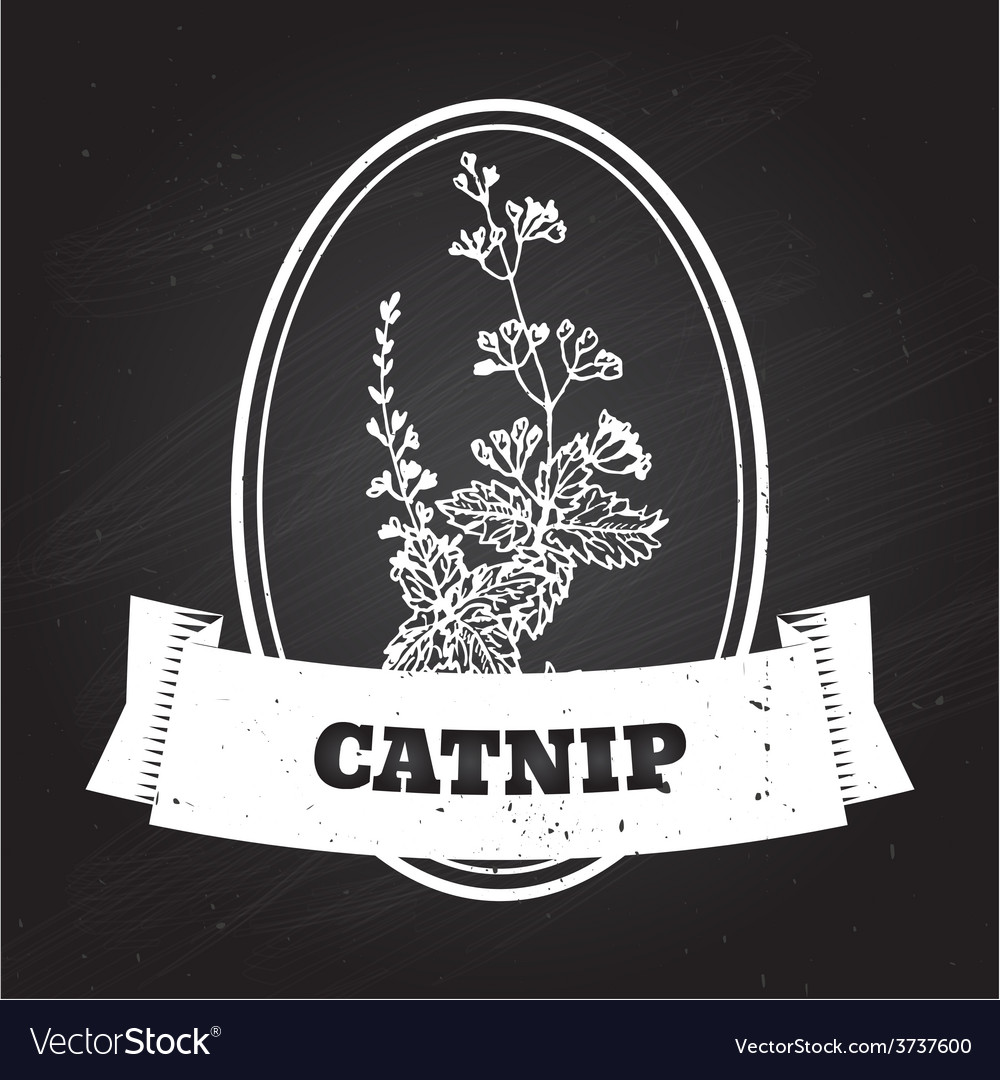 Catnip Badge - Herb on Chalkboard