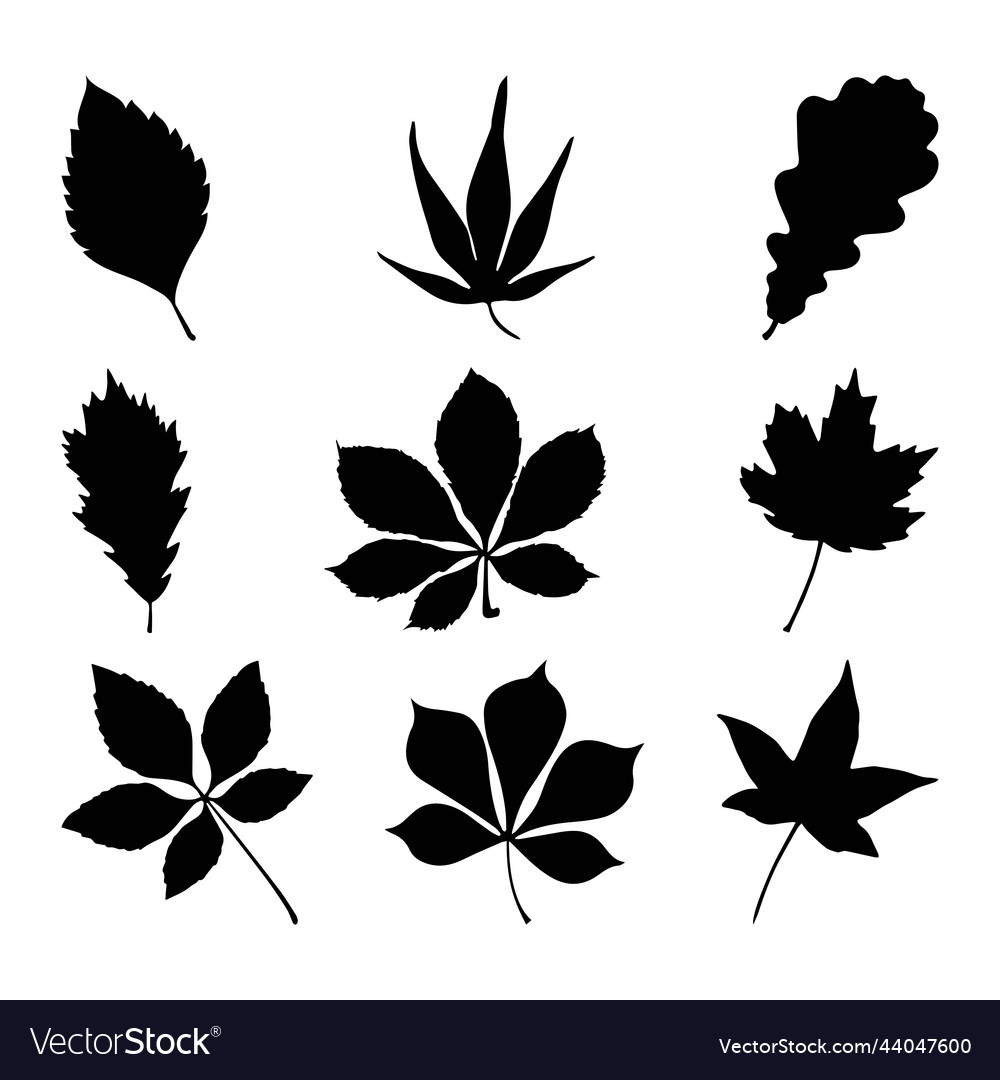 Set of leaf silhouettes the image leaves