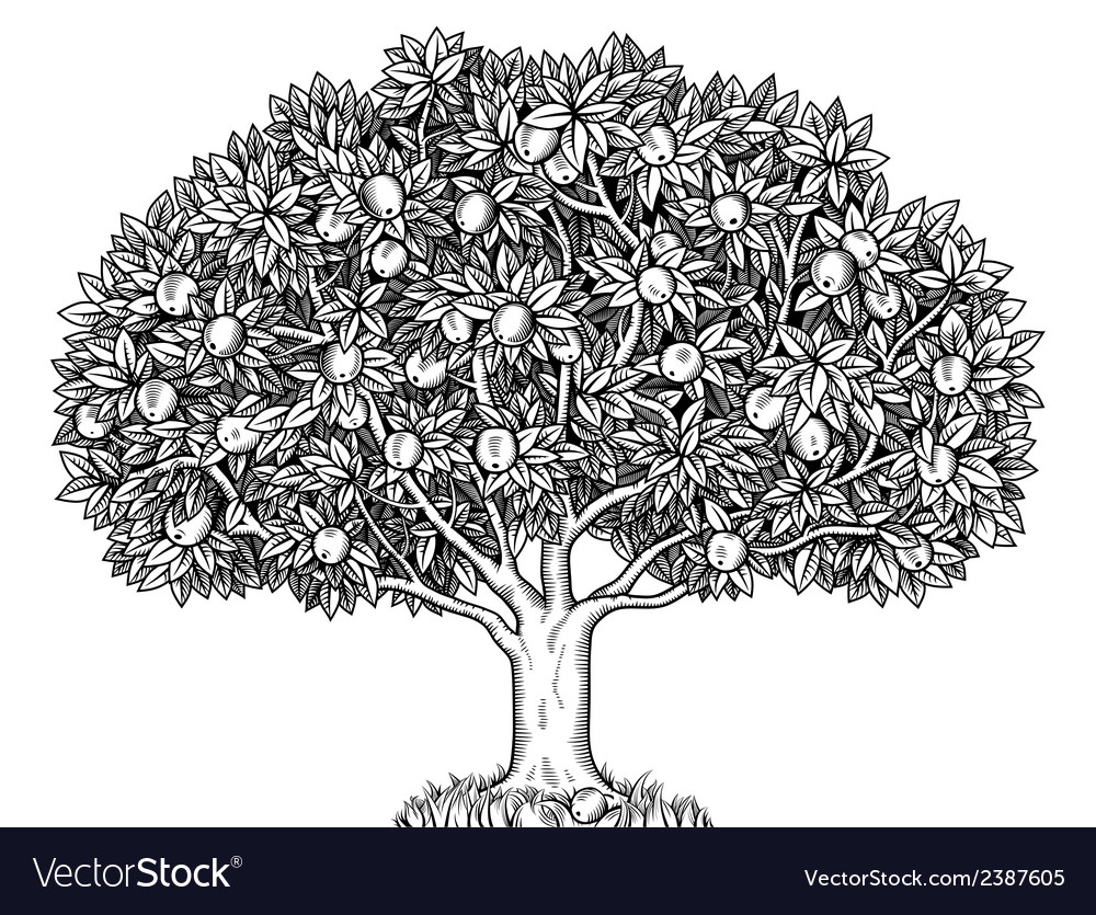 Download Apple tree Royalty Free Vector Image - VectorStock