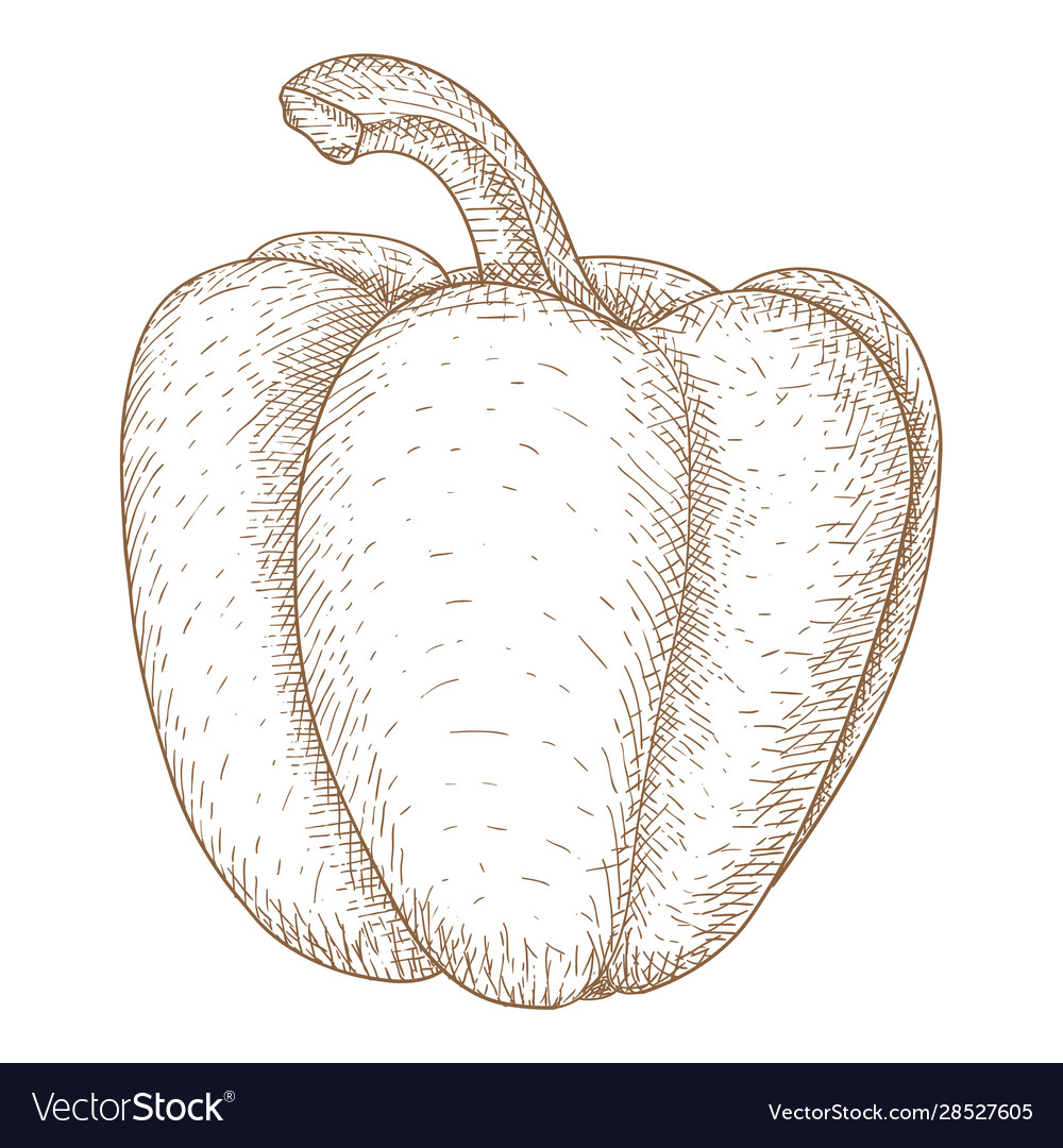 Bell pepper hand drawn sketch