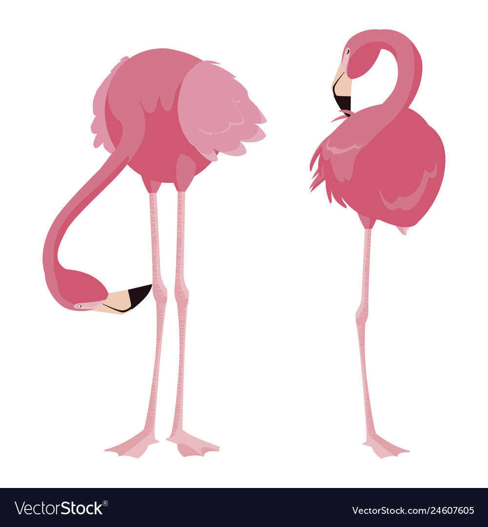 Elegant flamingo birds couple