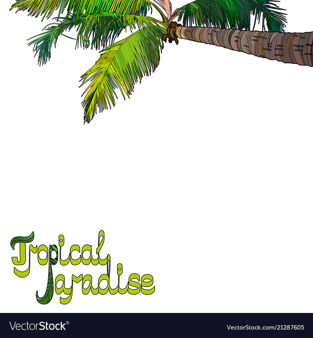 Palm tree background