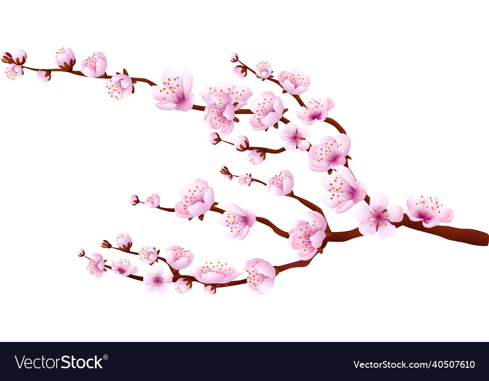 Cherry branch with flowers sakura blossom tree Vector Image