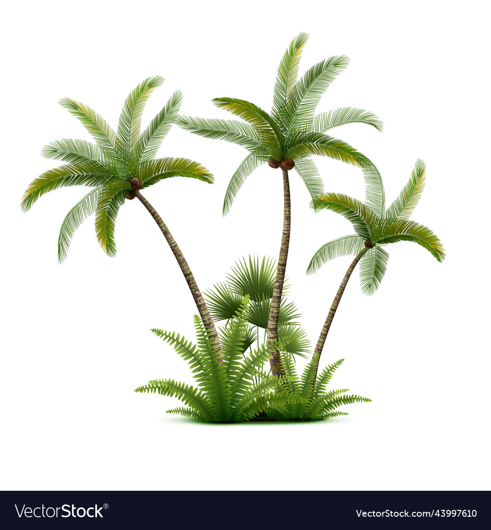 Coconut palm trees composition Royalty Free Vector Image