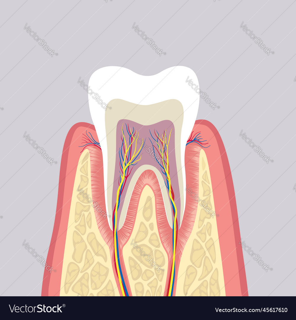 Tooth structure anatomy of teeth dental medical