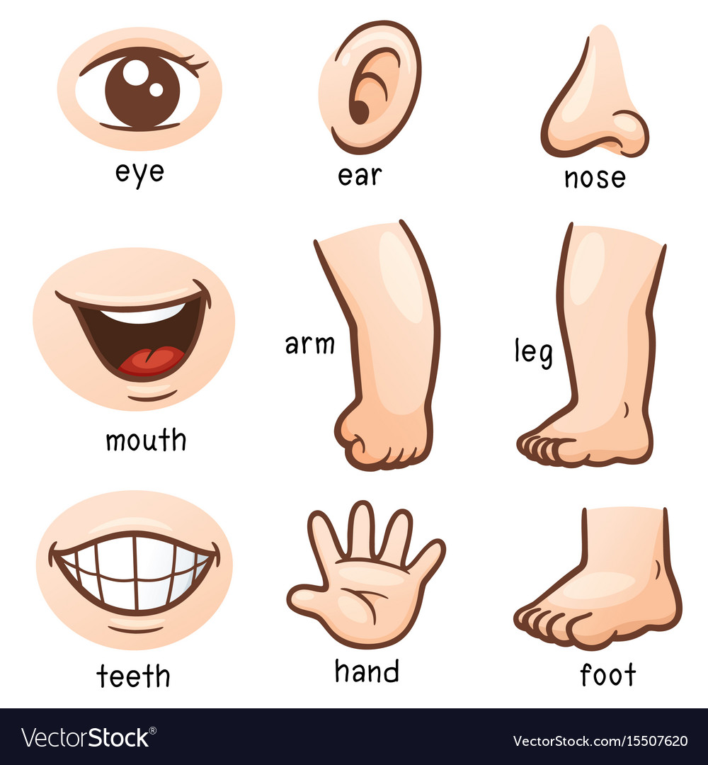 Body Part Royalty Free Vector Image VectorStock