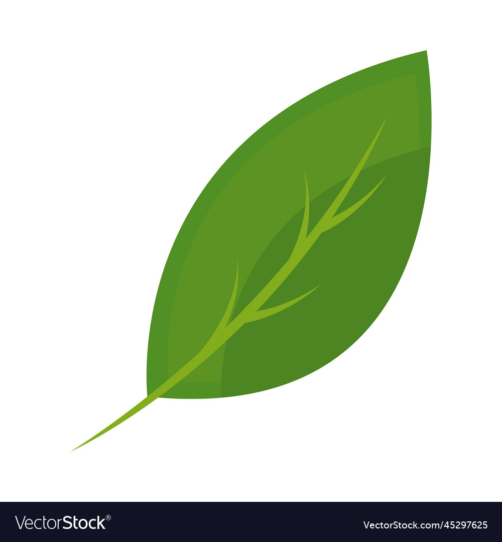 Leaf flat design Royalty Free Vector Image - VectorStock