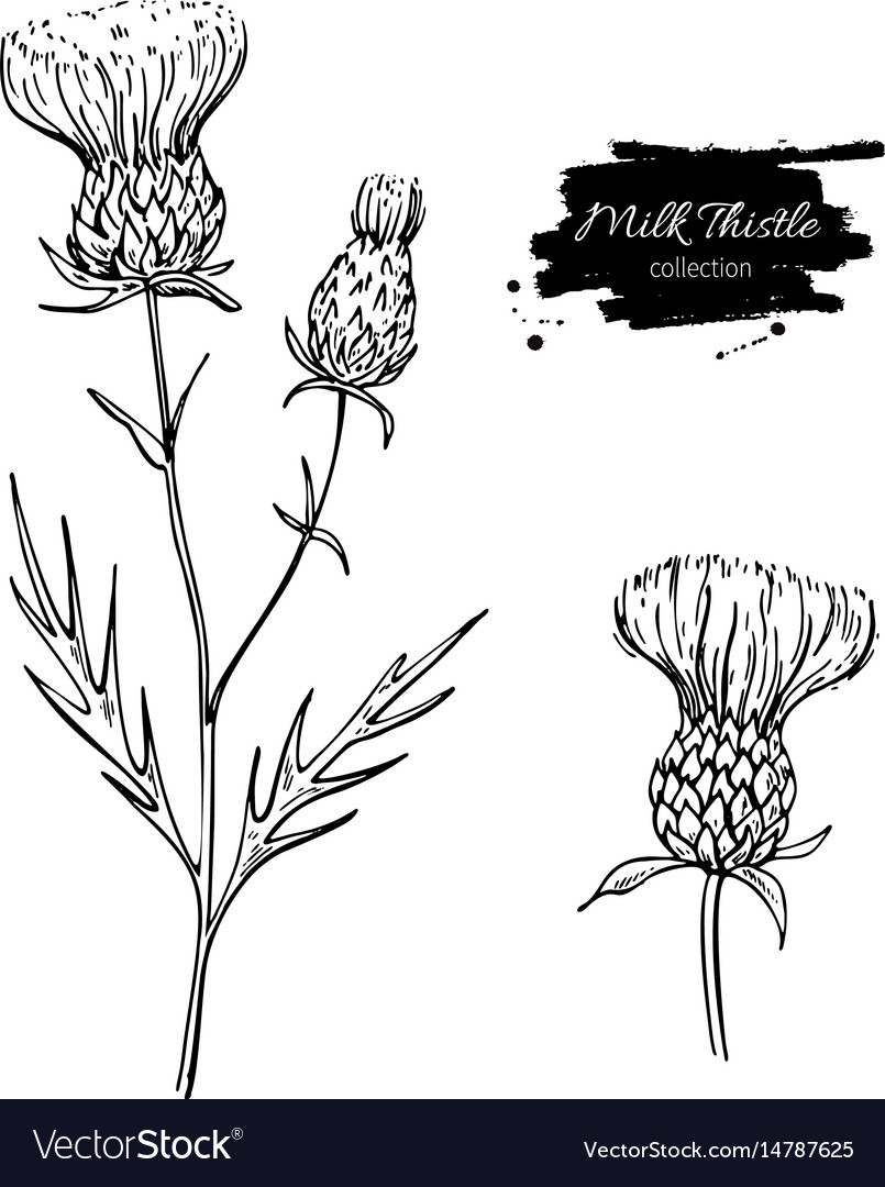 Drawing Illustration Thistle