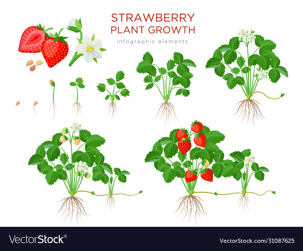 Strawberry plant growing stages from seeds Vector Image