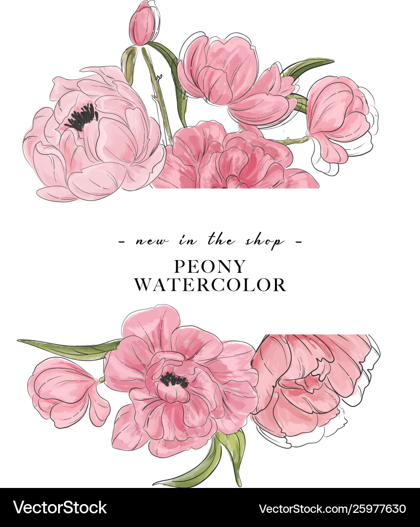 Tender Peony Drawing Banner Flower Composition Vector Image