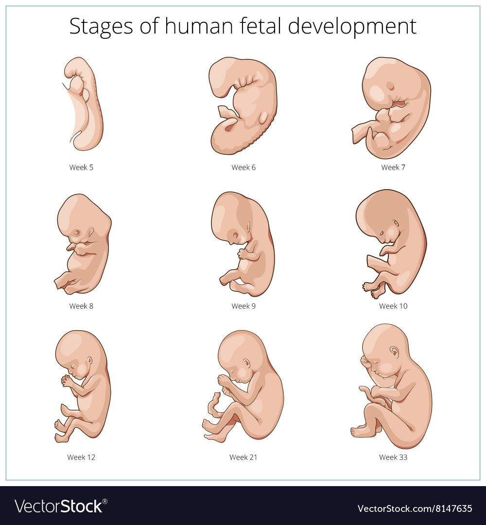 Illustration Stages Fetal Development Pregnancy Fetal – NBKomputer