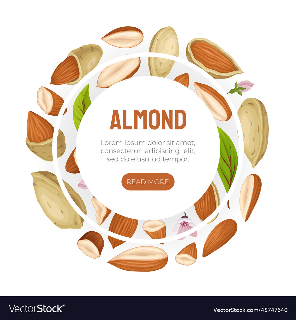 Almond nut banner design with kernel in shell vector image Almond nut banner design with kernel in shell