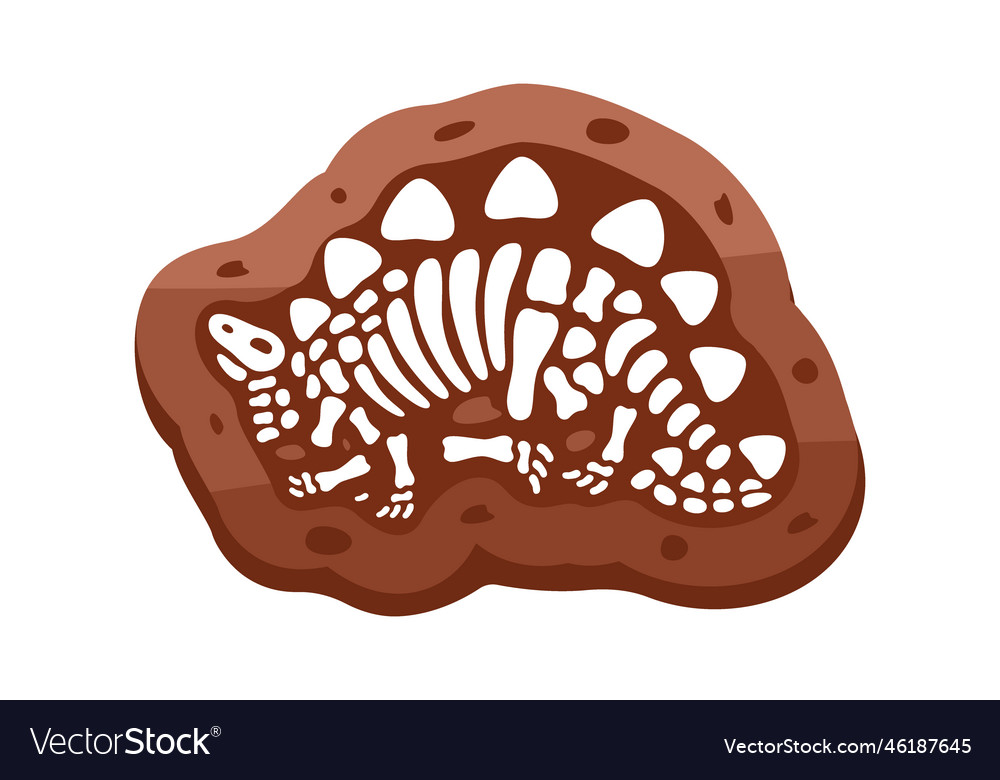 Stegosaurus fossils skeleton fossil vector image Stegosaurus fossils skeleton fossil