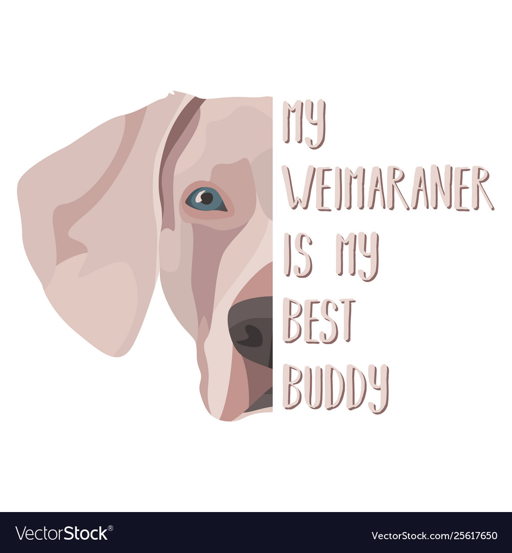 Best friend weimaraner