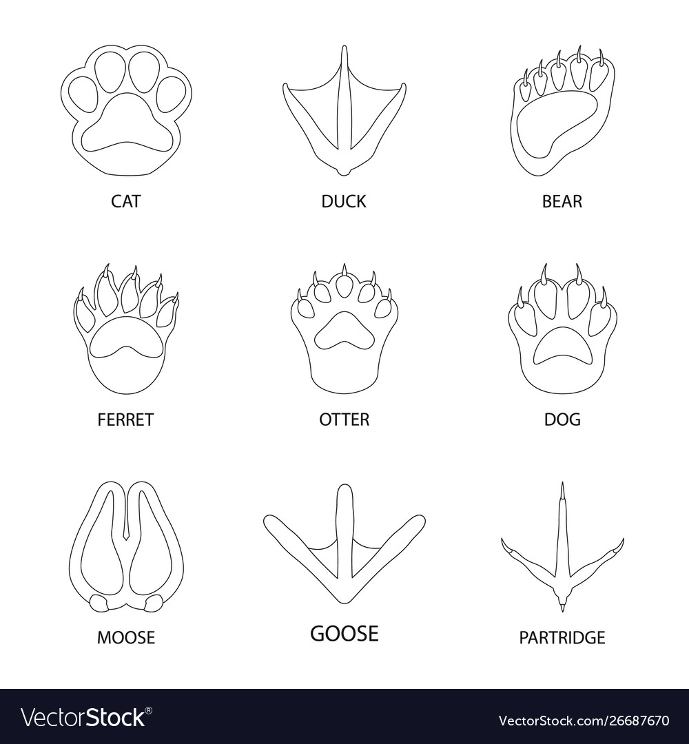 Design foot and footprint sign set of Royalty Free Vector