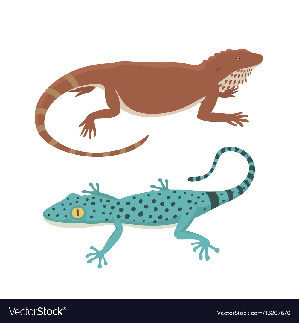 Different kind of lizard reptile isolated