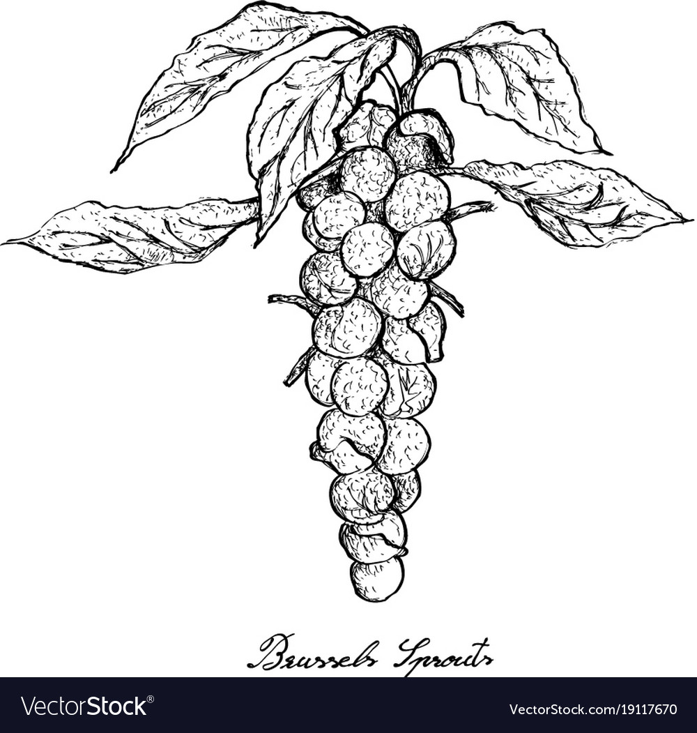 Hand drawn of brussels sprouts on white background