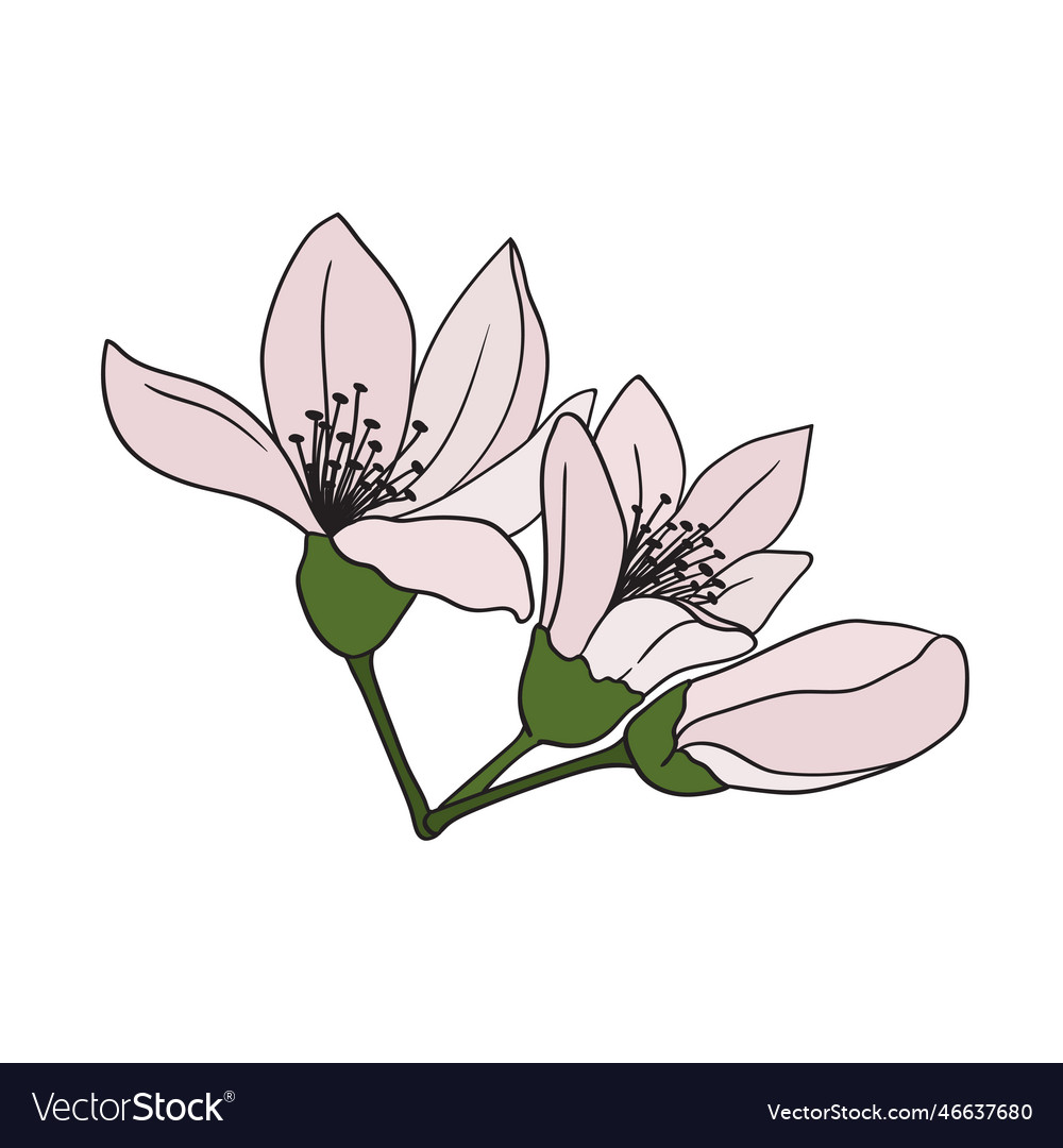 Citrus Blossom Buds - Orange & Lemon