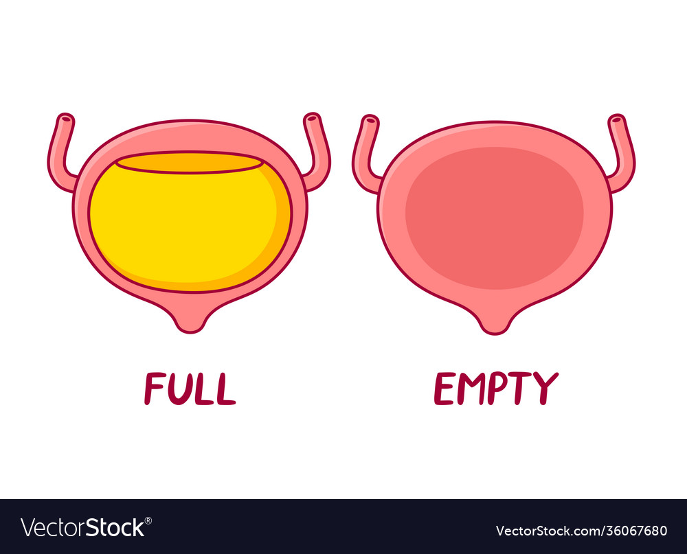 Full and empty human bladder organ flat Royalty Free Vector