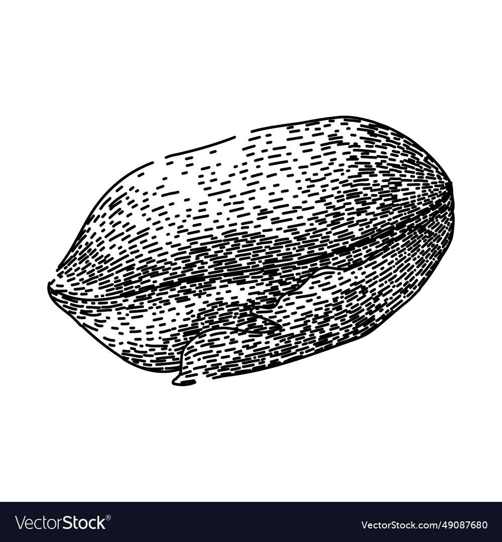 Roasted pistachio nut sketch hand drawn Royalty Free Vector