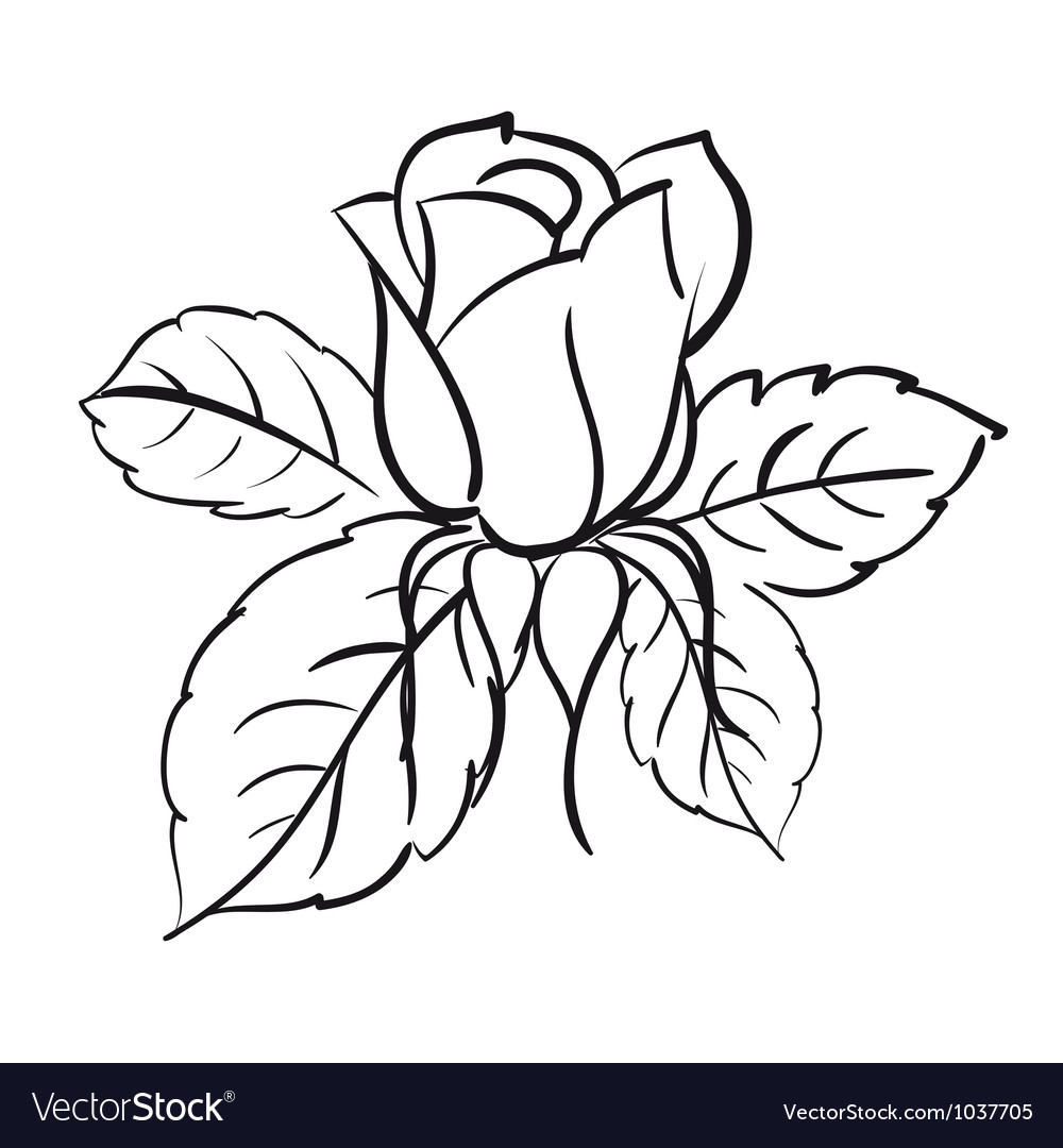 Blooming roses Royalty Free Vector Image - VectorStock