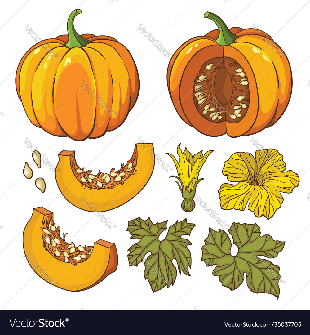 Botanical set with isolated pumpkins flowers