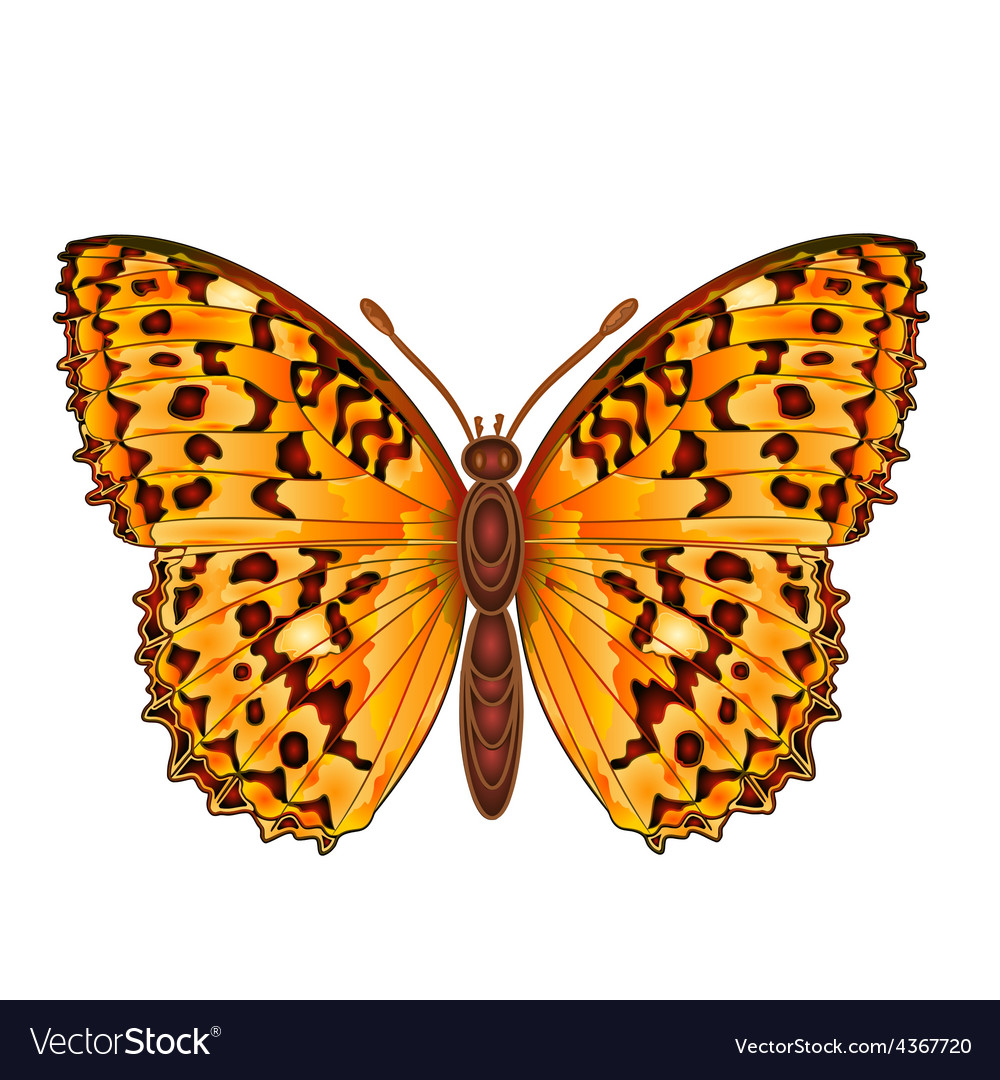 Butterfly argynnis aglaja beautiful Royalty Free Vector