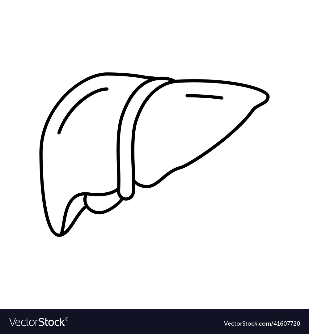 Liver human organ line icon Royalty Free Vector Image