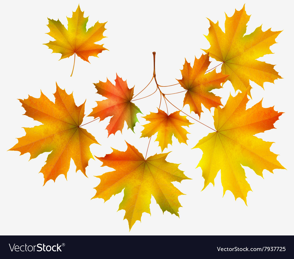 Autumn Leaf Maple And Maple Branch Royalty Free Vector Image Autumn Leaf Maple And Maple Branch Royalty Free Vector Image
