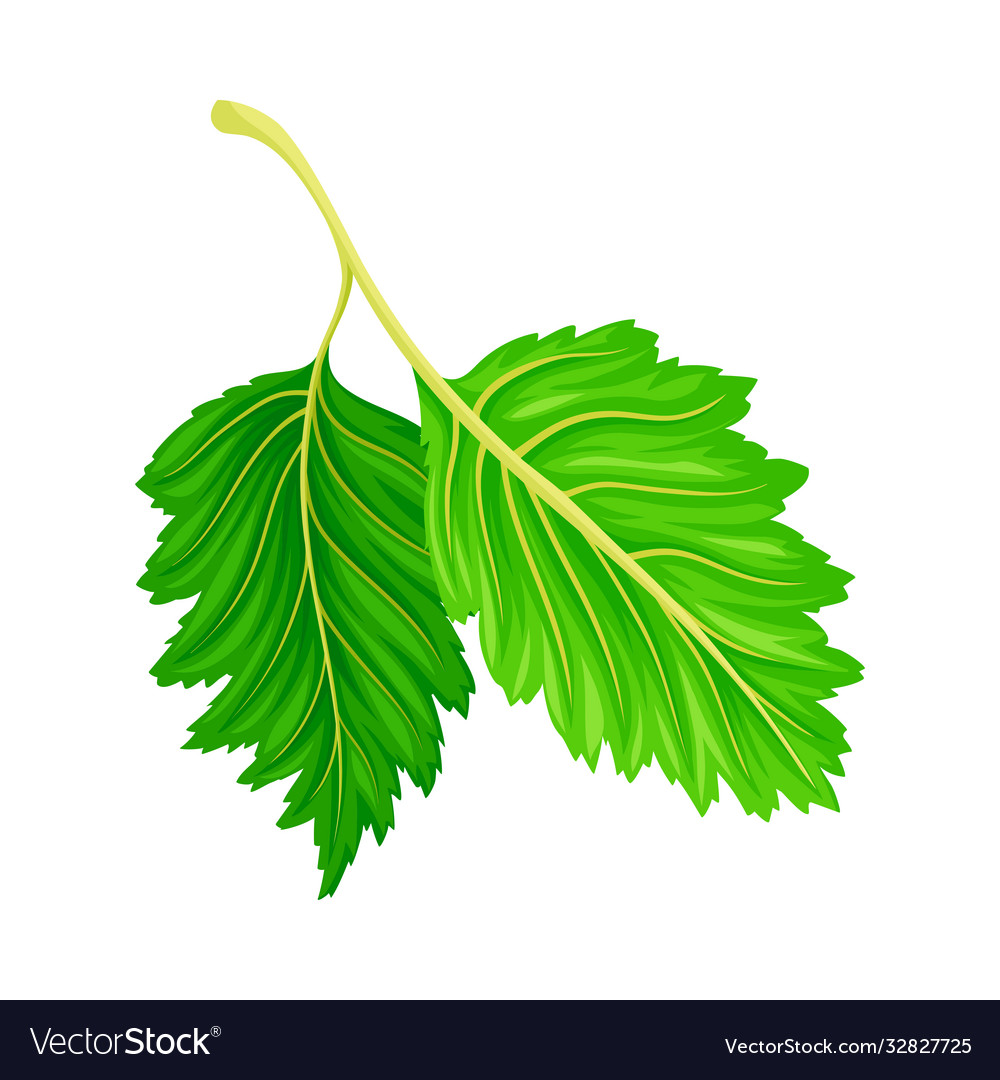 Bright fibrous leaf with stem and veins