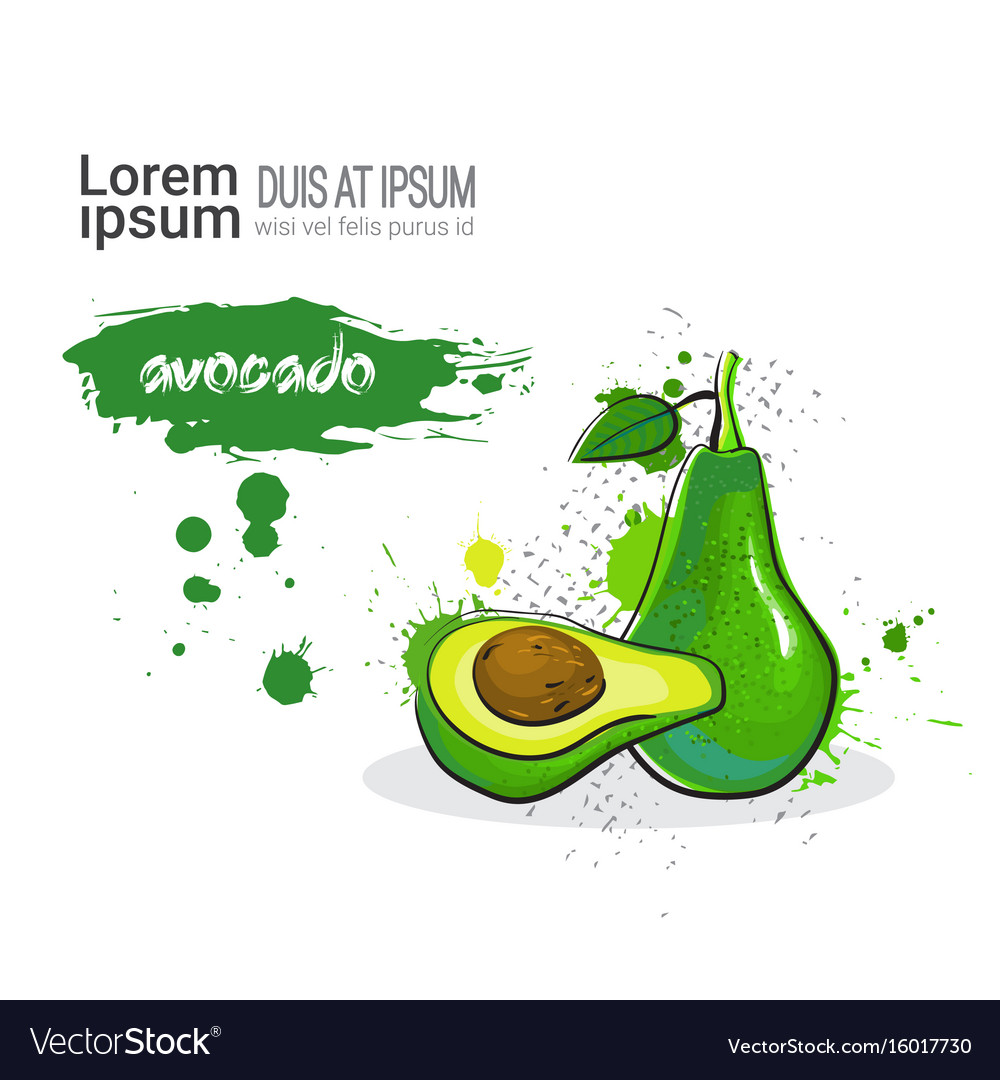 Avocado hand drawn watercolor fruit on white