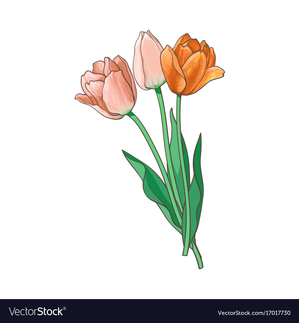 Tulip bouquet set isolated