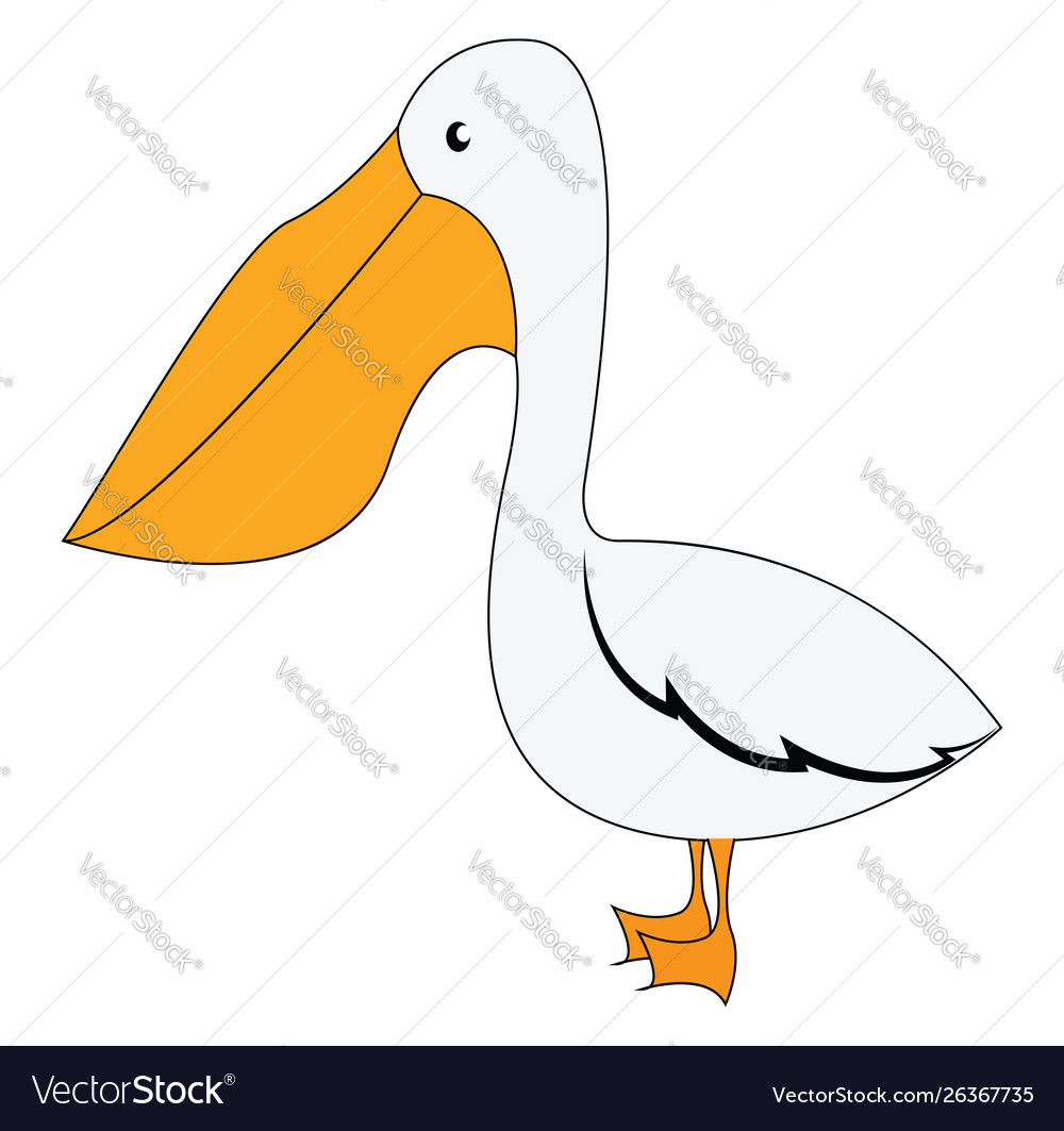 Cute pelican on white background