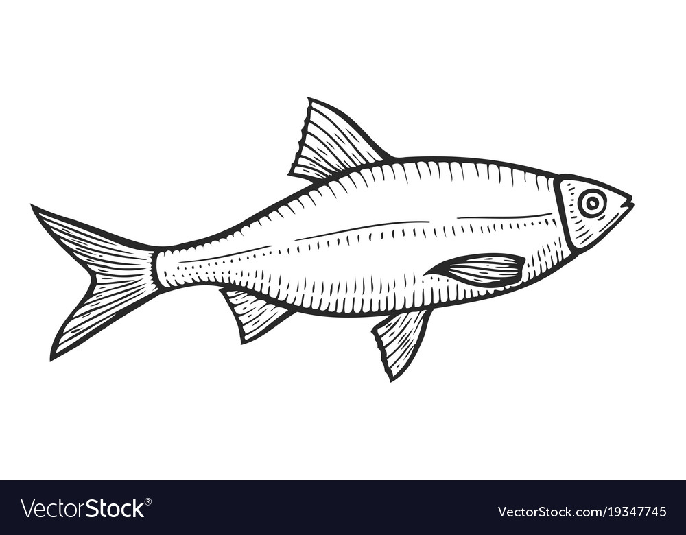 Hand drawn roach fish