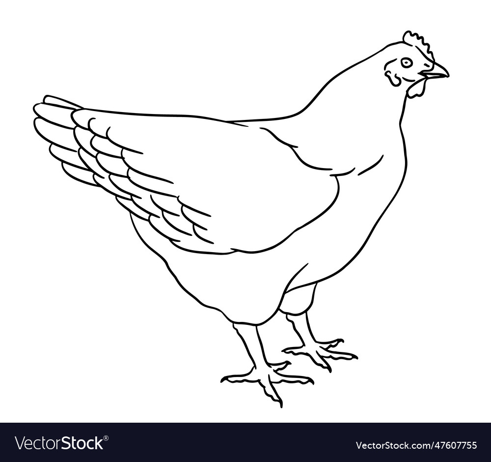 Chicken Royalty Free Vector Image Vectorstock Chicken Royalty Free Vector Image Vectorstock